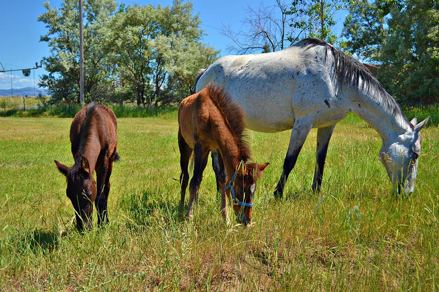 Thoroughbred Mare And Twins Photograph