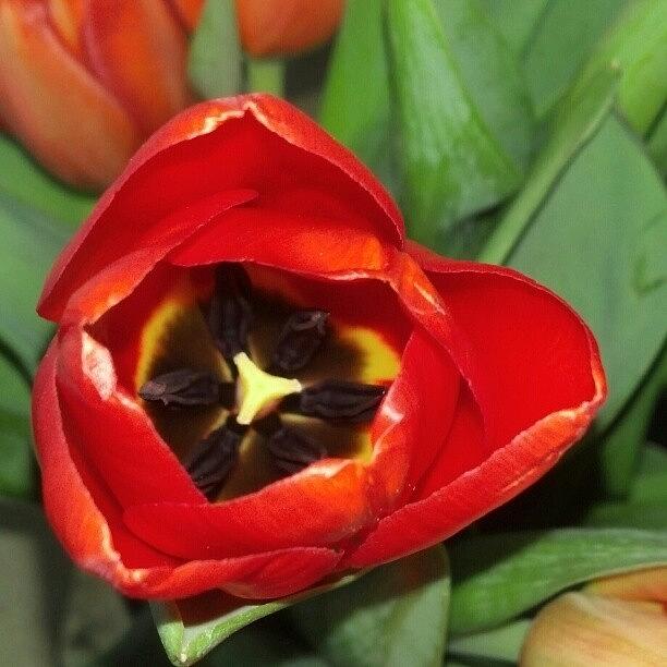 Thoroughly Enjoying My Flowers! Tulips Photograph by Jenni Dloniak