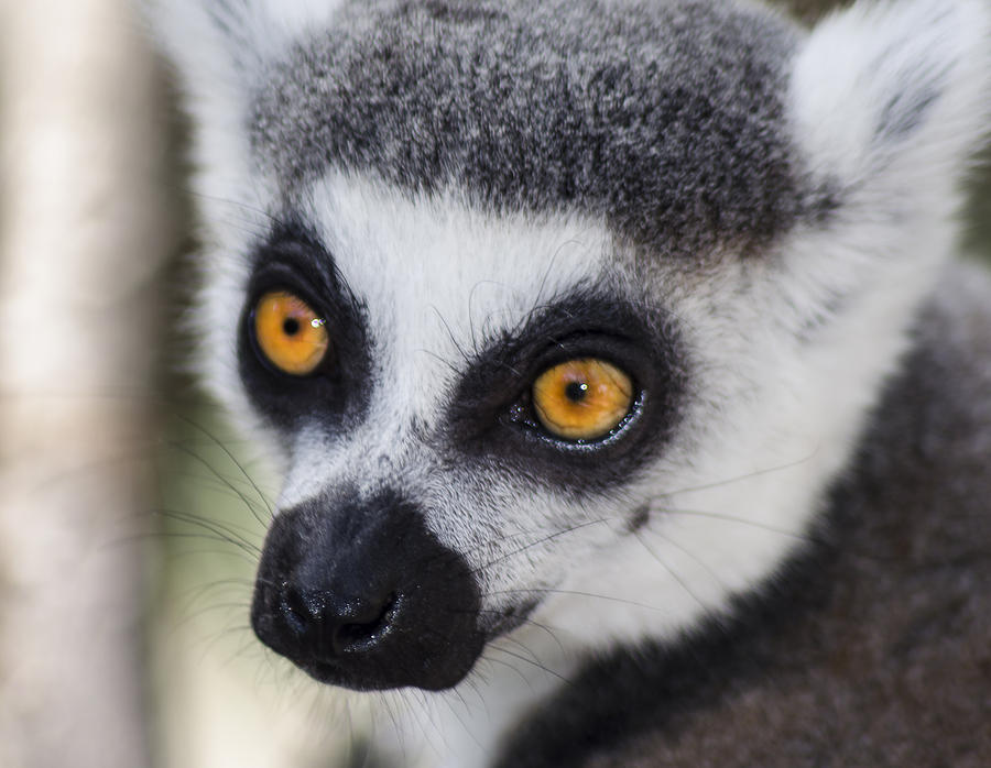 Lemur Photograph - Those Eyes by Camille Lopez