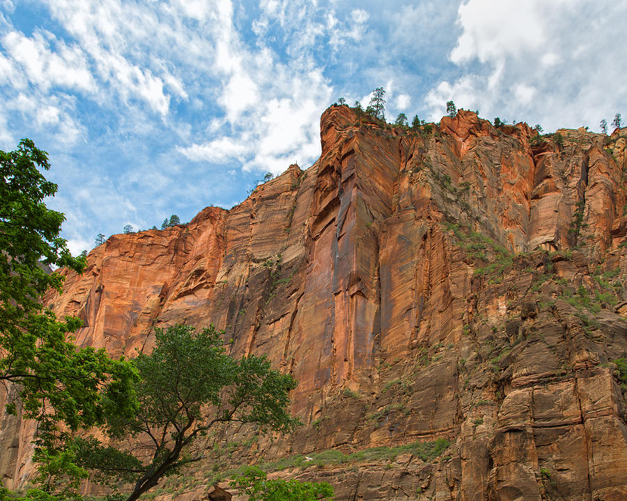 Those Incredible Zion Canyon Walls Photograph by John M Bailey