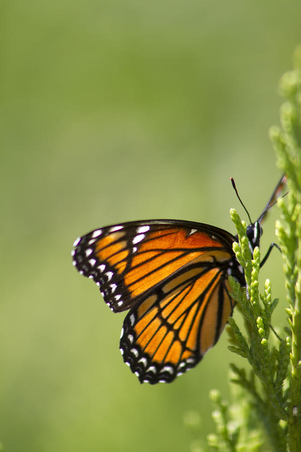 Butterfly Photograph - Those Magnificent Monarchs - Danaus plexippus by Kathy Clark