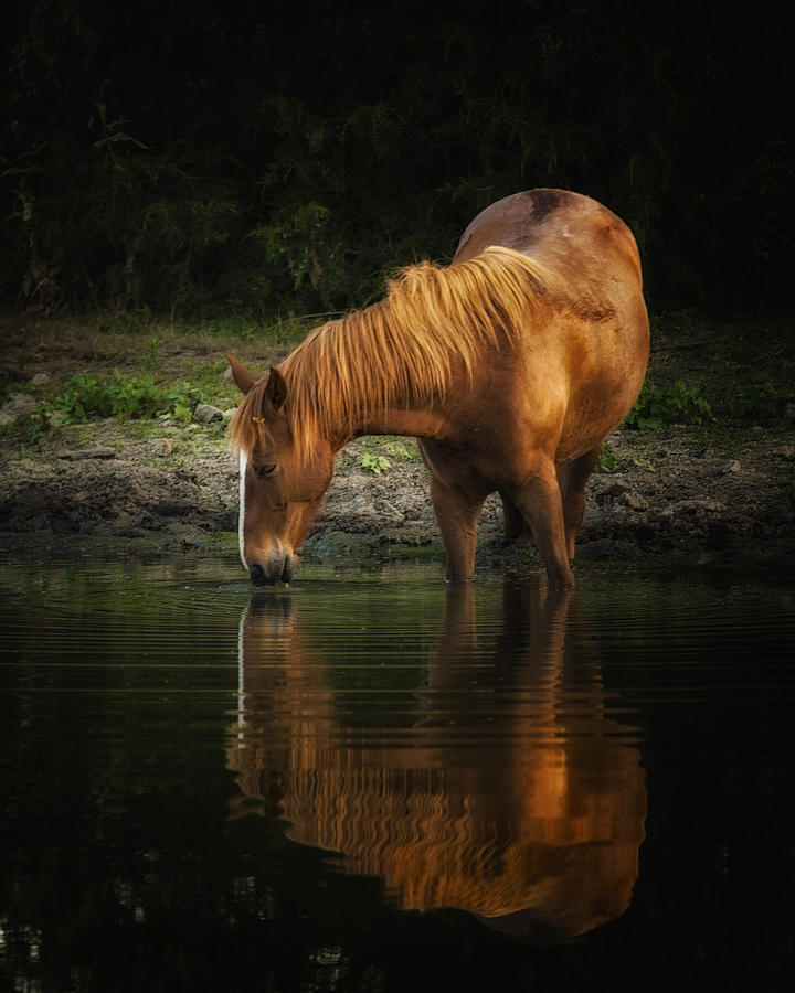 Horse Photograph - Those Quiet Moments by Ron  McGinnis