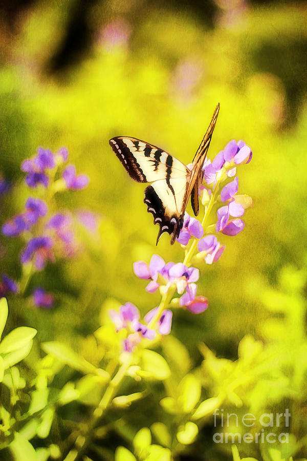 Butterfly Photograph - Those Summer Dreams by Darren Fisher