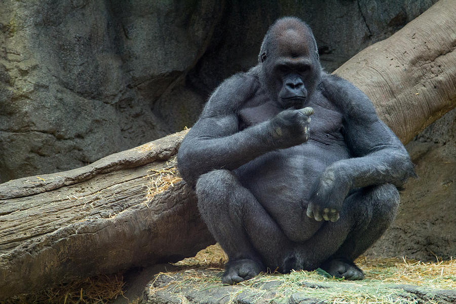 Thoughtful Gorilla Photograph by Allan Morrison