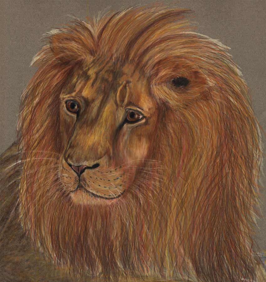 Thoughtful lion 2 Drawing by Stephanie Grant