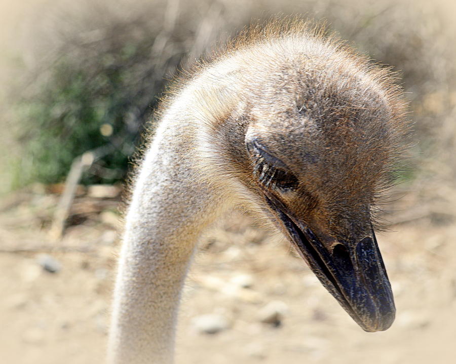 Thoughtful Ostrich Photograph