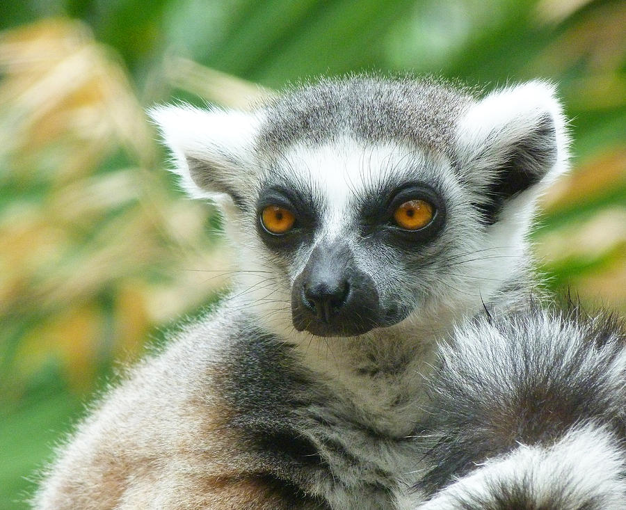 Thoughtful Ring-tailed Lemur 2 Photograph by Margaret Saheed