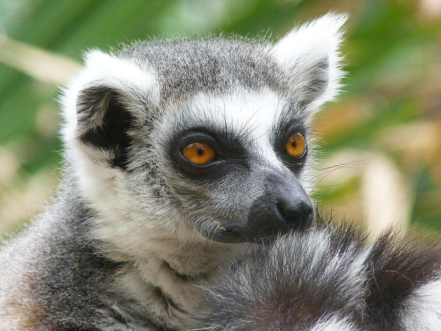 Thoughtful Ring-Tailed Lemur  Photograph by Margaret Saheed