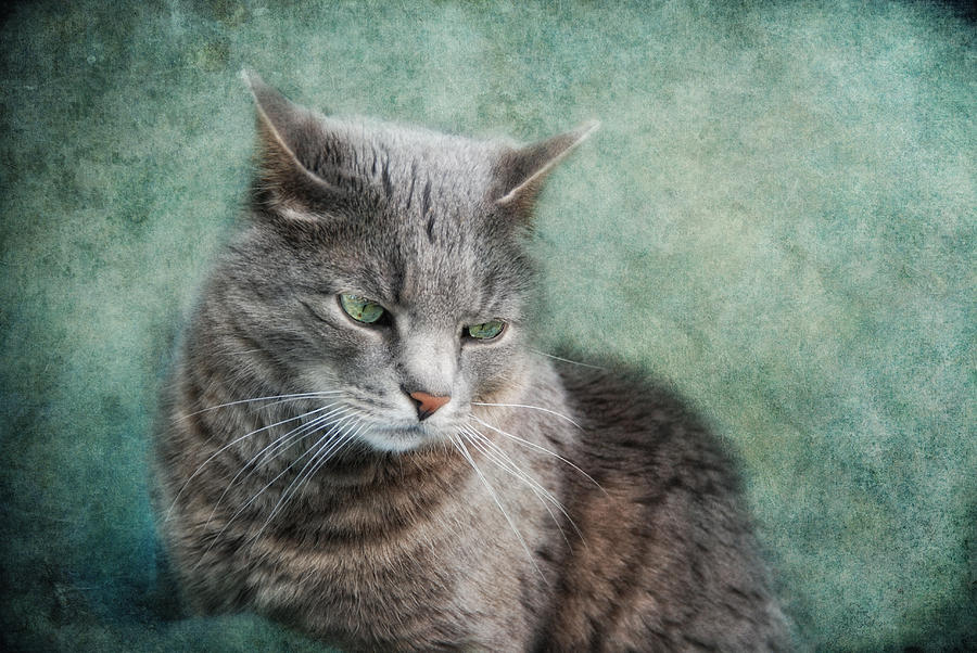 Cat Photograph - Lost In Thought by Claudia Moeckel