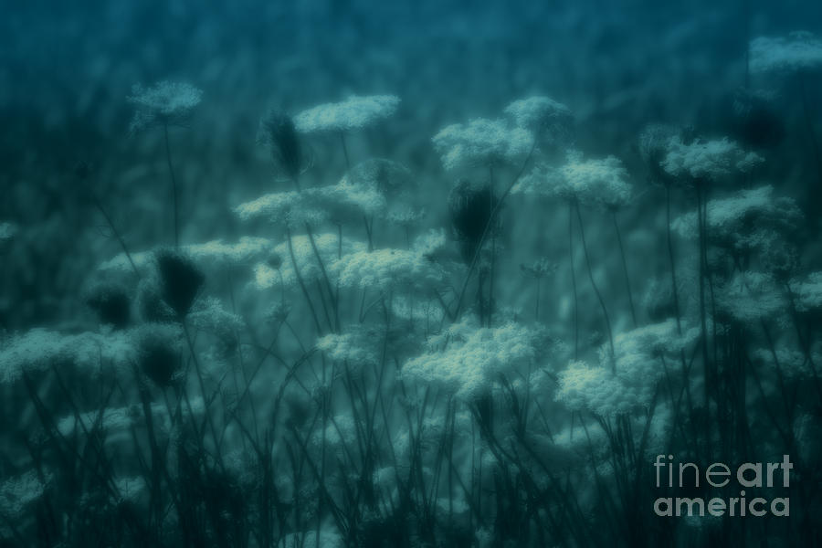 Thoughts of Yesteryear by Cathy Beharriell Thoughts of Yesteryear by Cathy Beharriell