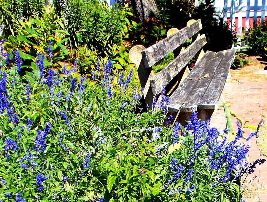 Garden Photograph - Thoughts On The Weathered Bench by Pamela Hyde Wilson