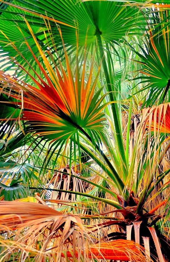 Thousand Palms Oasis Photograph by Antonia Citrino