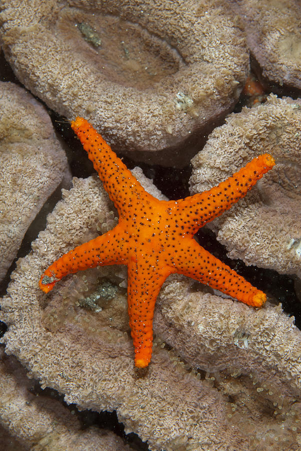 Thousand-pores Starfish On Coral Photograph by Colin Marshall