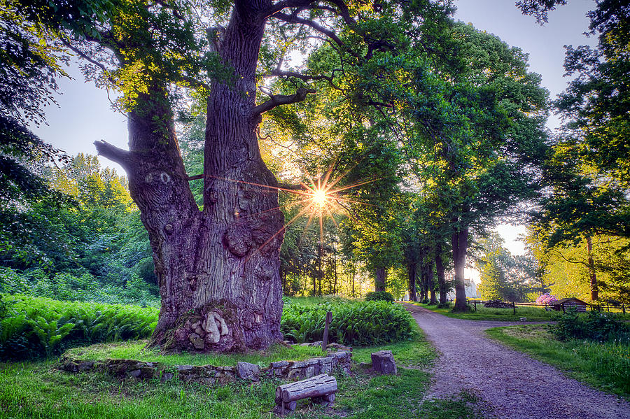 Thousand Year Old Oak in the Morning Sun Photograph by EXparte SE