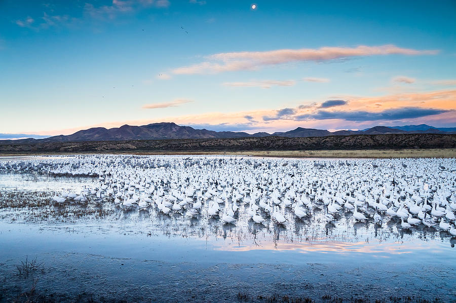 Snow Geese and Sandhill Cranes before the Sunrise Flight - Bosque del Apache, New Mexico Photograph by Ellie Teramoto