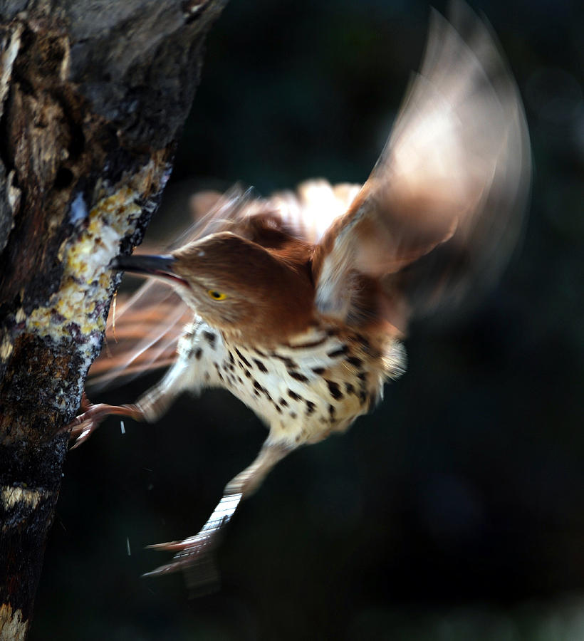 Bird Photograph - Thrashing Thrasher by Skip Willits