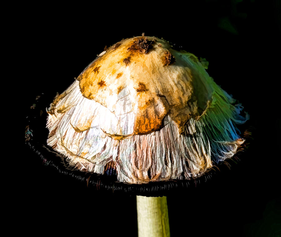 thread artisic-Inky cap beginning to be destroyd Photograph by Leif Sohlman