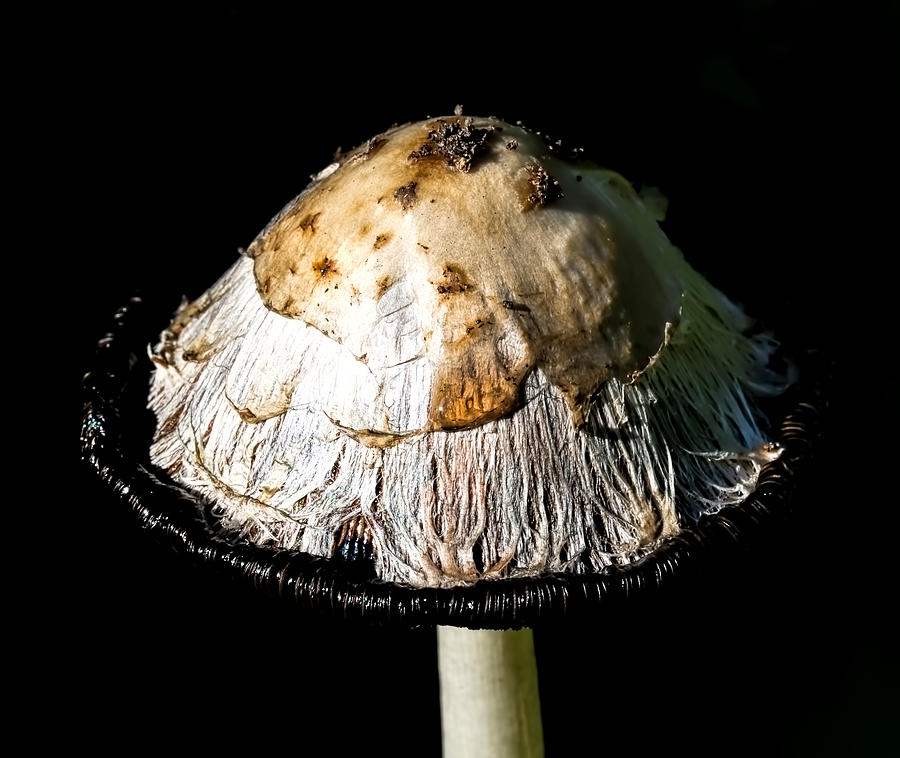 thread-Inky cap beginning to be destroyd Photograph by Leif Sohlman