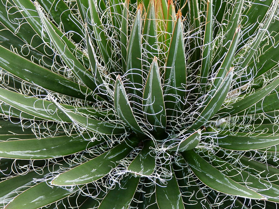 Thread Leaf Agave Photograph by Jeff Lowe