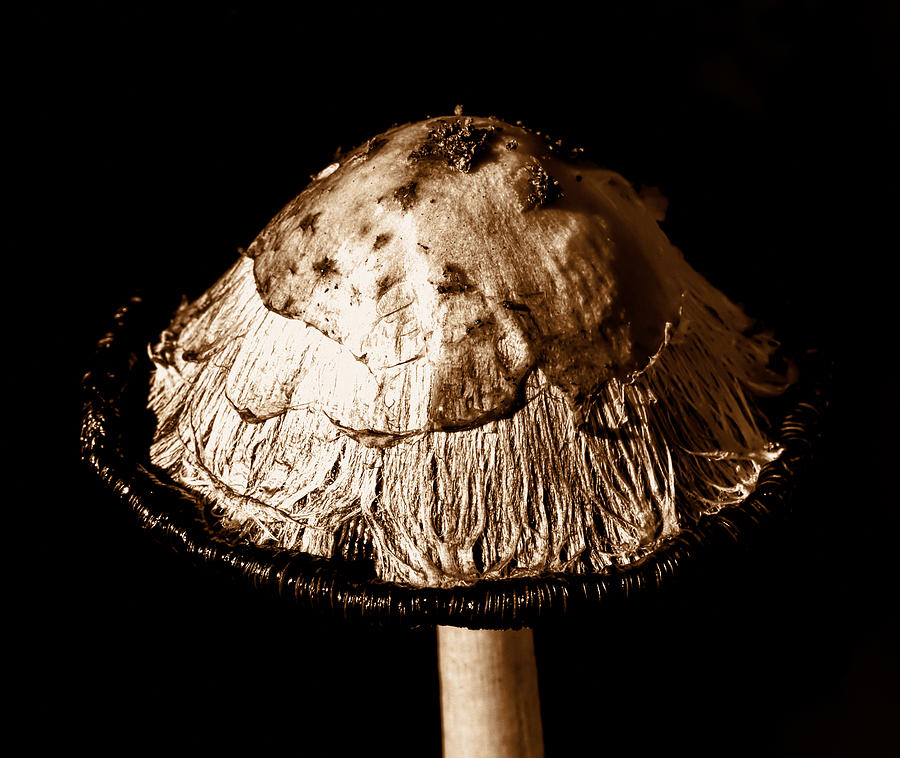 Mushroom Photograph - thread monochrome-Inky cap beginning to be destroyd by Leif Sohlman
