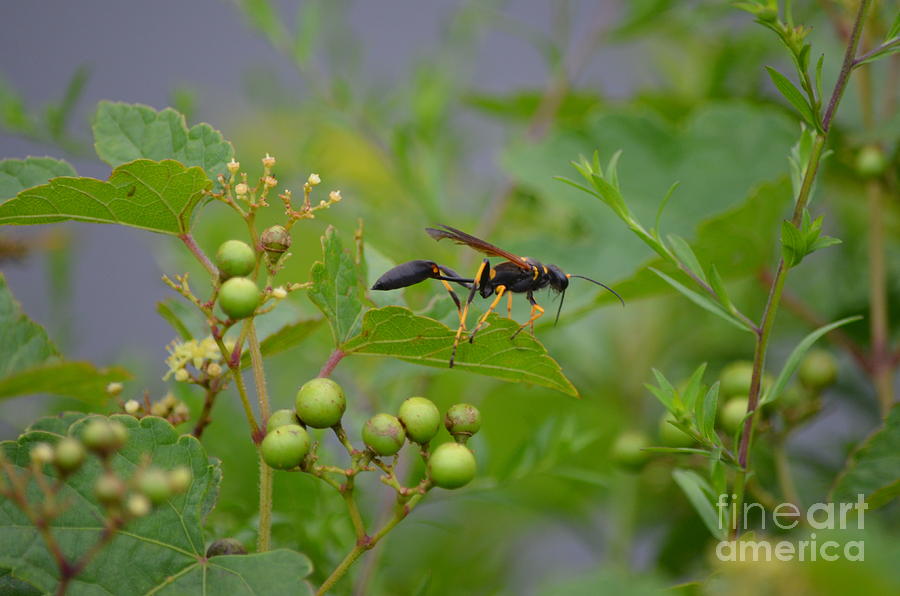 Thread-waist Wasp Photograph by James Petersen