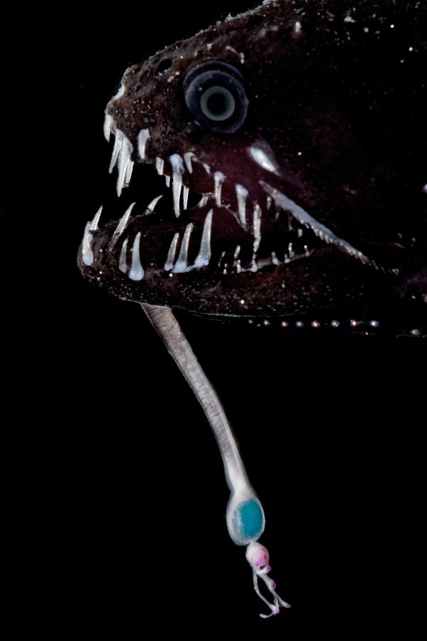 Threadfin Dragonfish Echiostoma Barbatum Photograph by Dant Fenolio