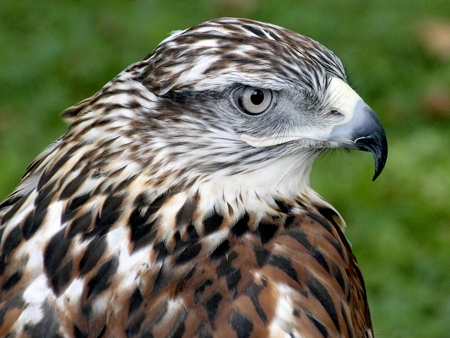 The Threat of a Predator Hawk Photograph by Bob Slitzan