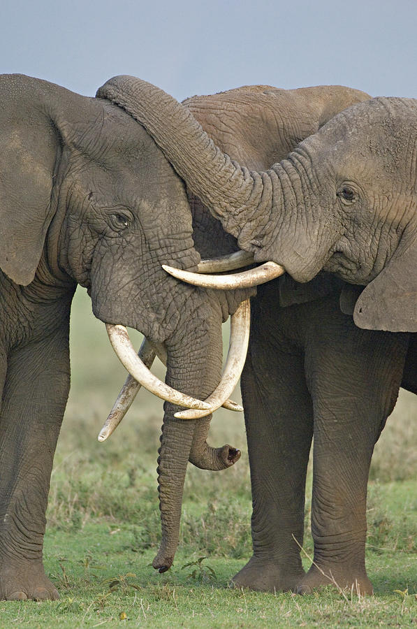 Three African Elephants Fighting Photograph By Animal Images - Fine Art 