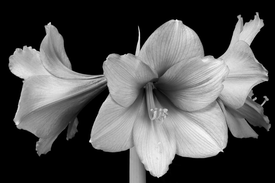 Three Amaryllis Flowers In Black And White Photograph