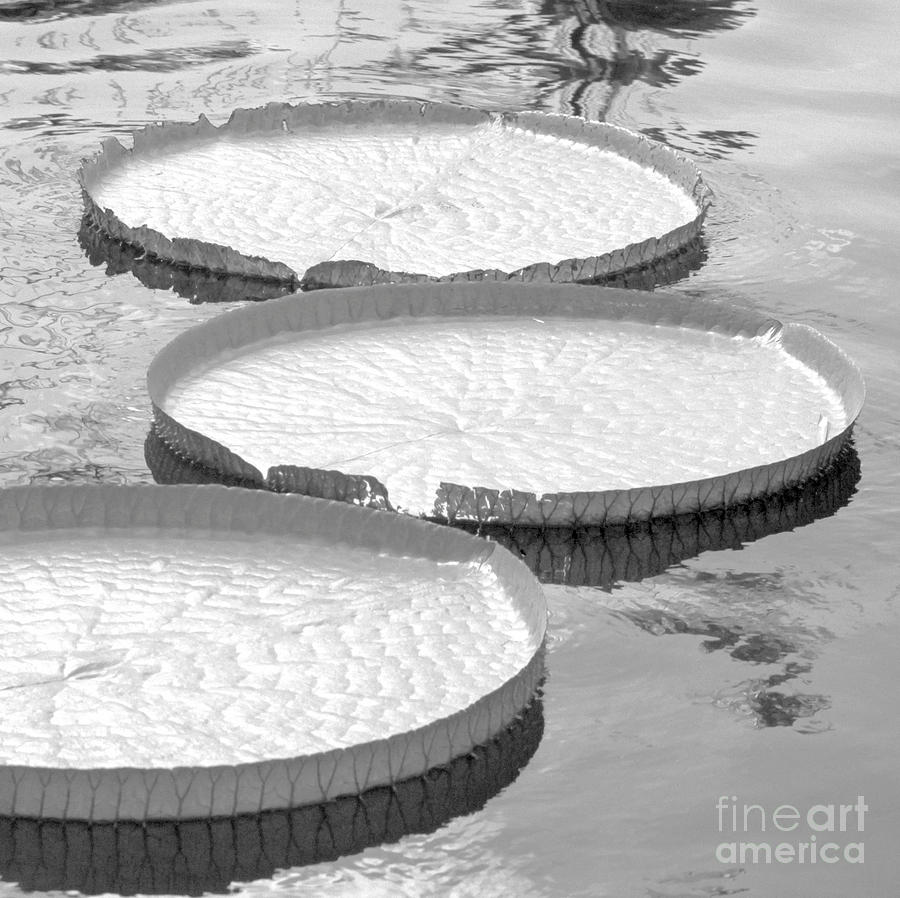 Black And White Photograph - Three Amazonian Water Lily Pads #5 by Sabrina L Ryan