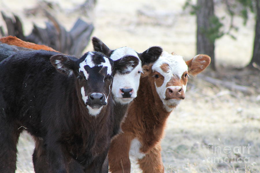 Cow Photograph - Three Amigos 1 by Pamela Walrath