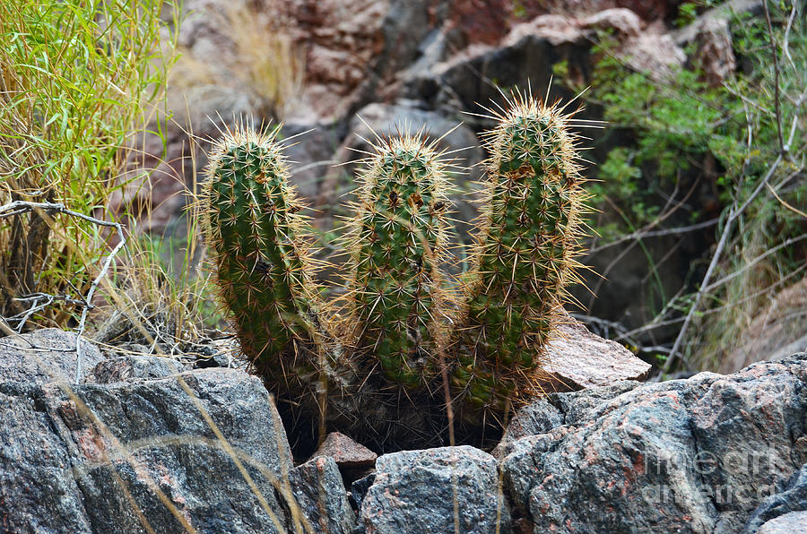 Three Amigos Cacti at the bottom of the Grand Canyon Photograph by Shawn OBrien