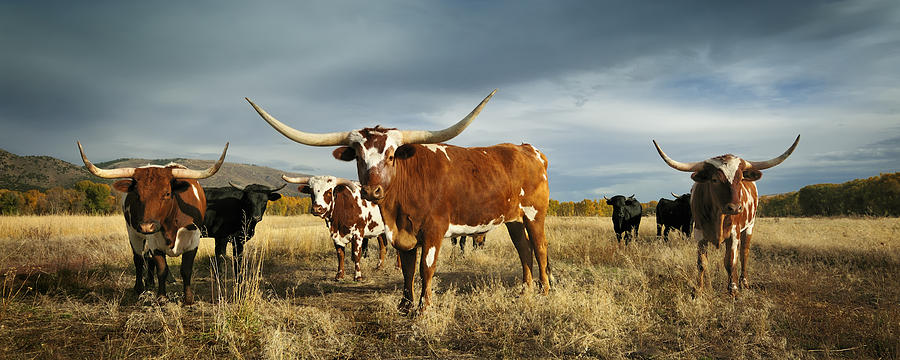 Cow Photograph - Three Amigos by Christopher Balmer
