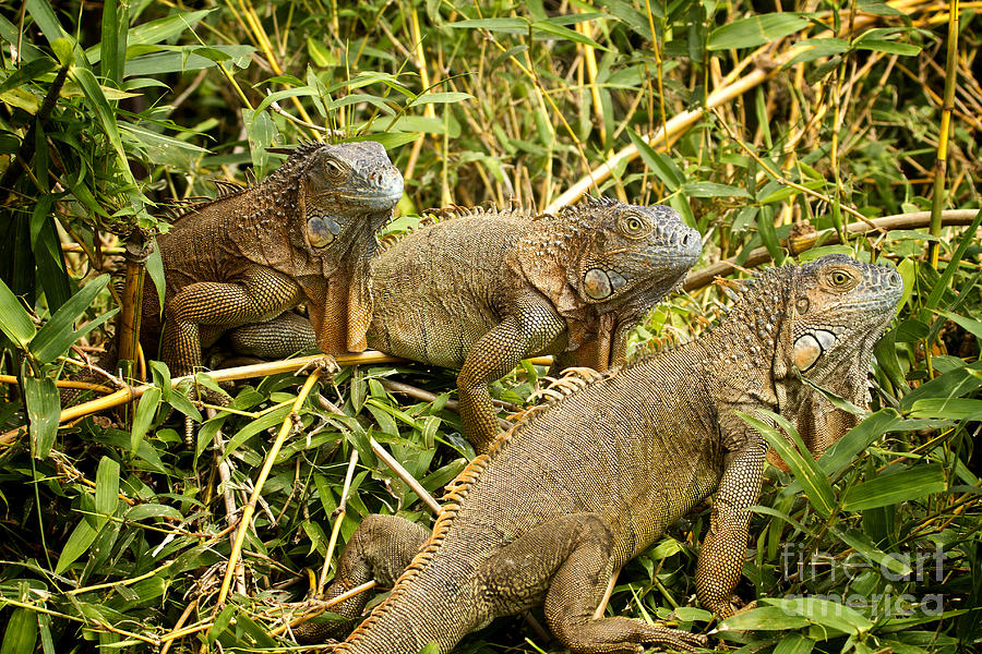 Three Amigos Costa Rica Iguanas Photograph by Carrie Cranwill