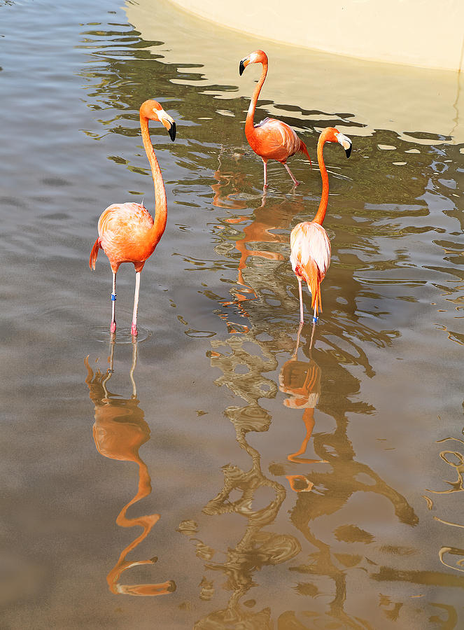 Three Amigos Flamingos Photograph by Viktor Savchenko