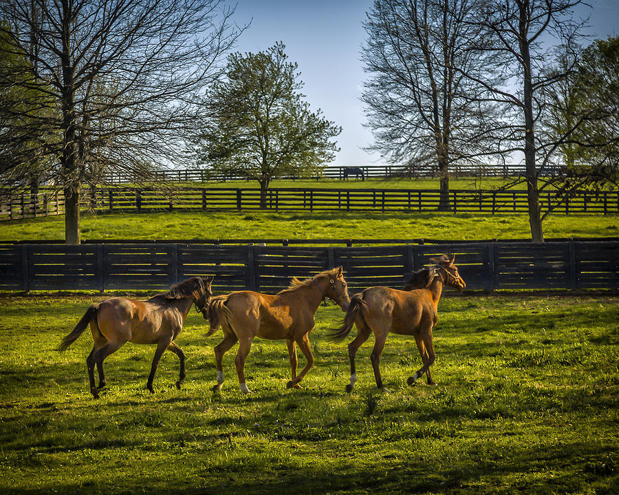 Horse Photograph - Three Amigos by Jack R Perry