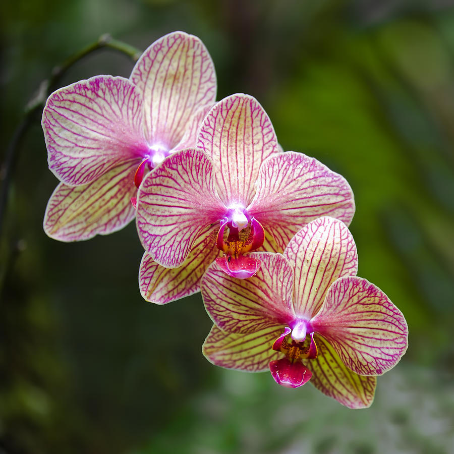 Orchid Photograph - Three Amigos by Jean-Pierre Ducondi