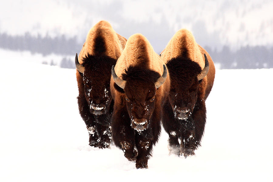 Yellowstone Photograph - Three Amigos by Steve Hinch Yellowstone Photograph - Three Amigos by Steve Hinch