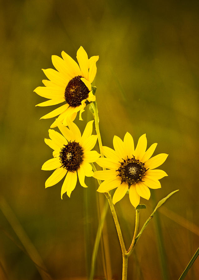 A Trio Of Black Eyed Susans Photograph by Gary Slawsky