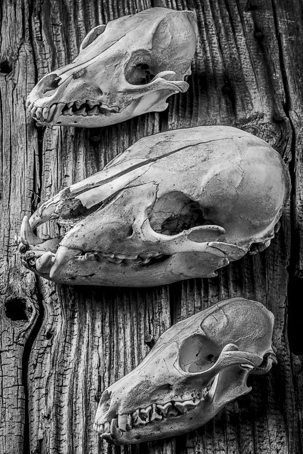 Animal Photograph - Three Animal Skulls # 2 by Garry Gay