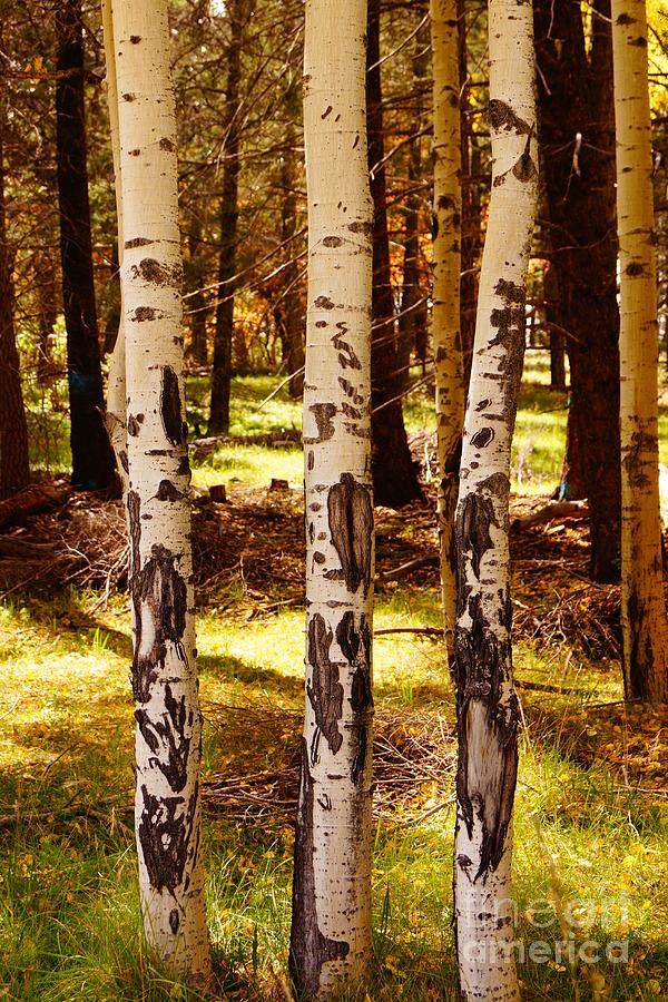 Three Aspen Trees by Kerri Mortenson Three Aspen Trees by Kerri Mortenson