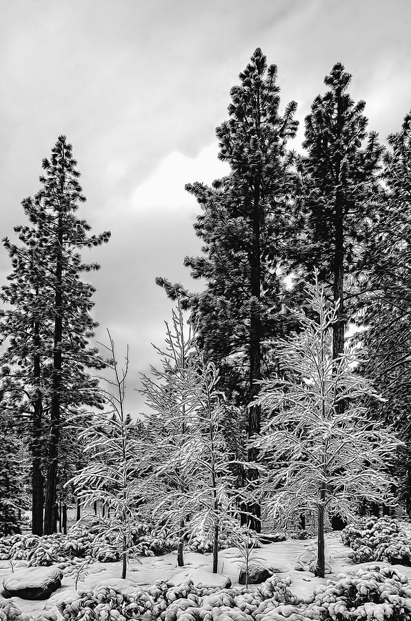 Three Aspen Trees Photograph by Maria Coulson
