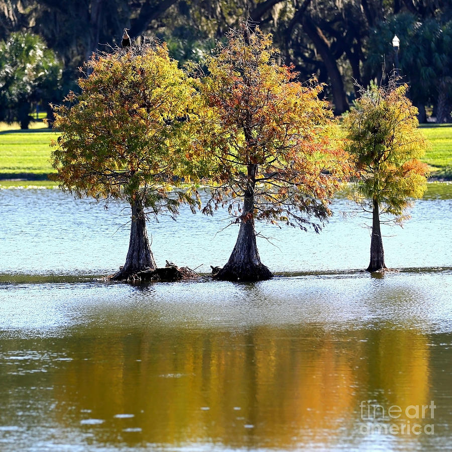 Three Autumn Cypress Trees Photograph