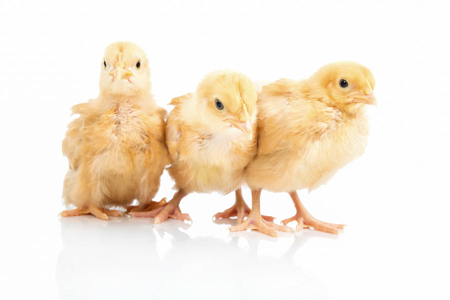 Three Baby Yellow Chicks shops 5