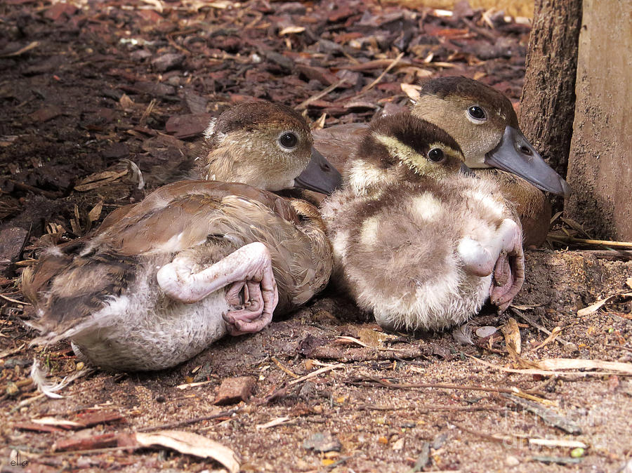 Three Baby Ducklings Photograph by Ella Kaye Dickey