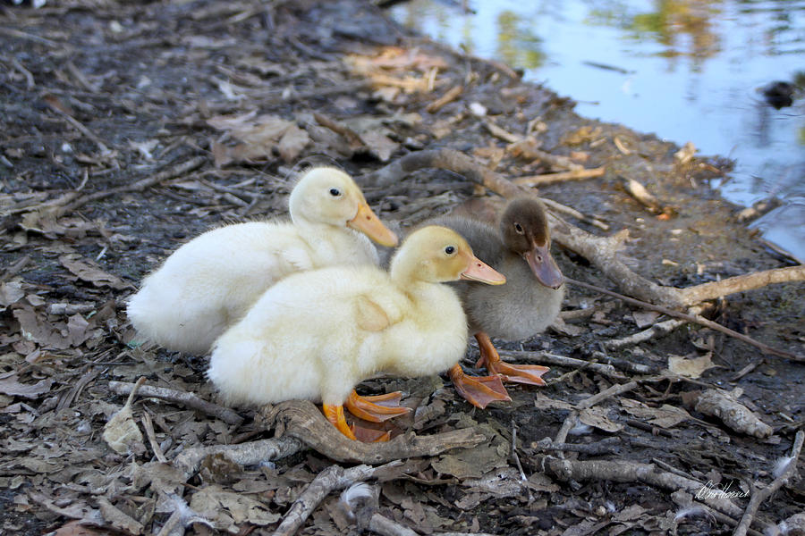 Three Baby Ducks Photograph by Diana Haronis