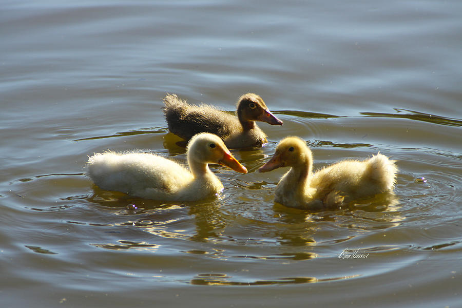 Three Baby Ducks Swimming Photograph by Diana Haronis