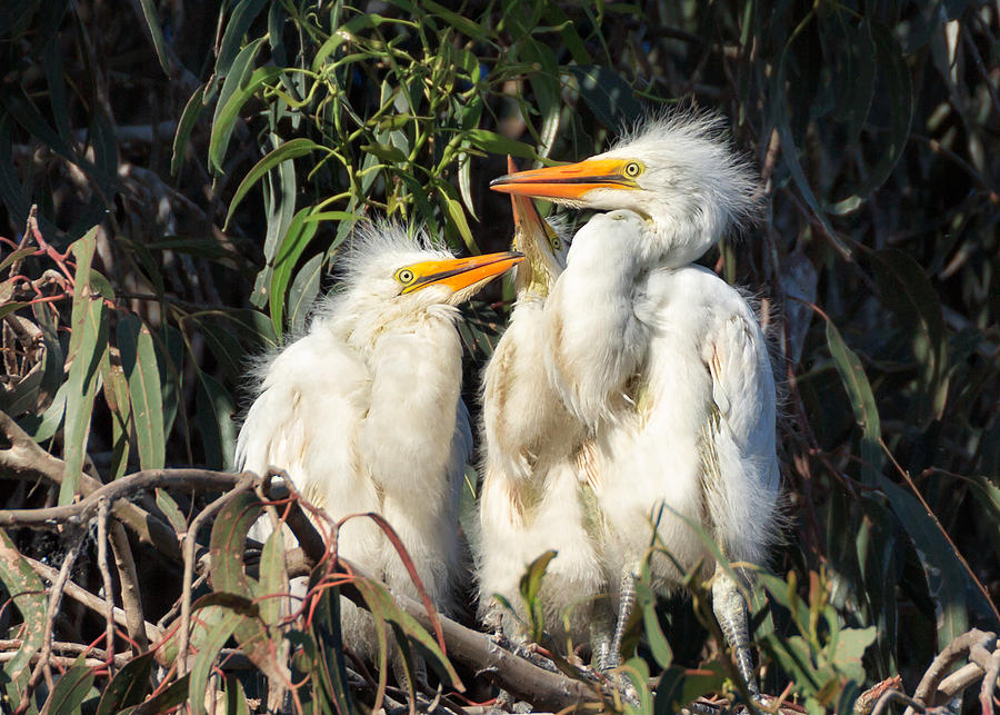 Three Baby Egrets Sitting in a Nest Photograph by Kathleen Bishop