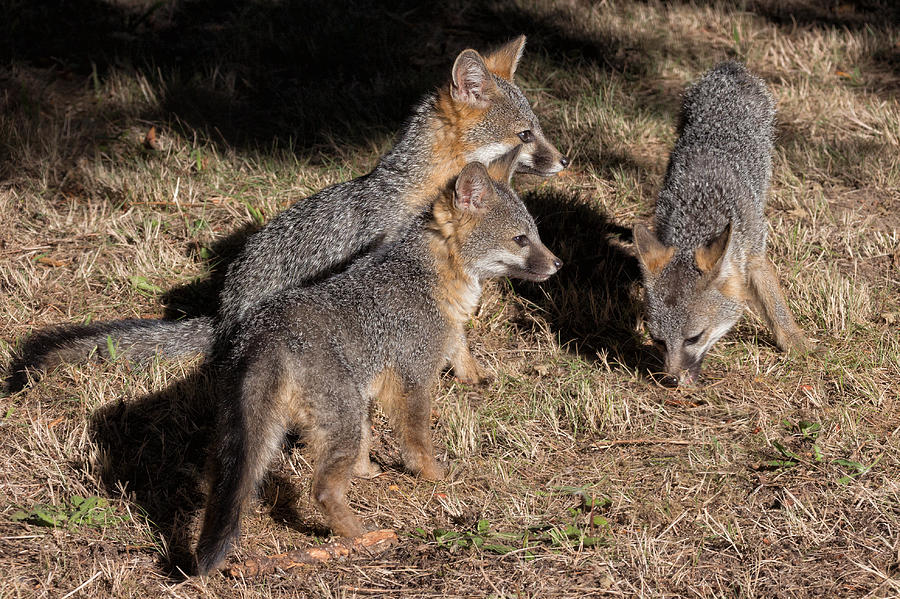Three Baby Foxes Photograph by Kathleen Bishop
