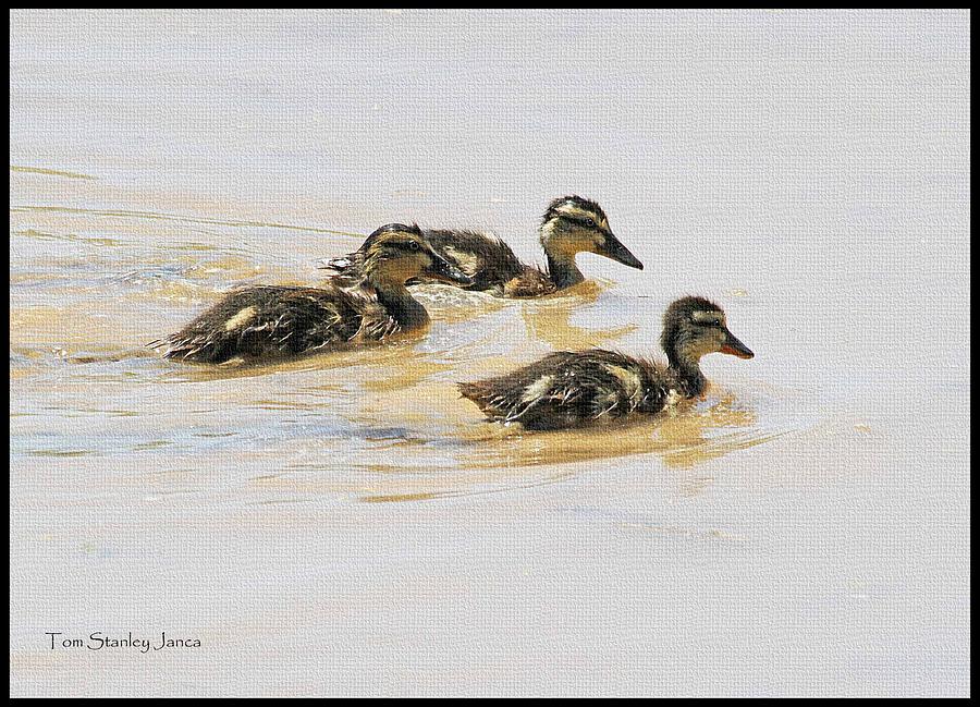 Three Baby Wild Ducks Photograph by Tom Janca